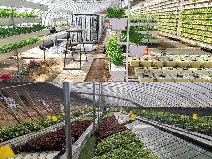 水培PC板溫室種植蔬菜